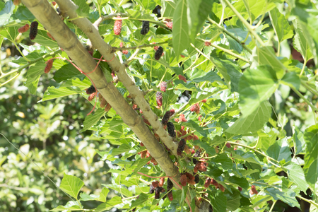 Fresh mulberry on tree, fruitの写真素材