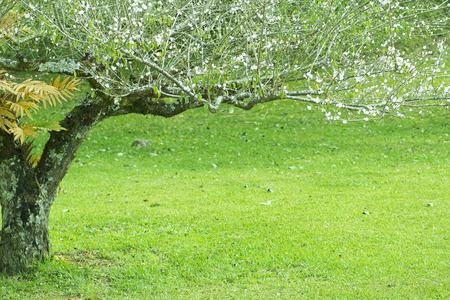 plum tree and green grassの写真素材
