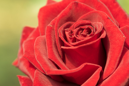 closeup red rose backgroundの写真素材