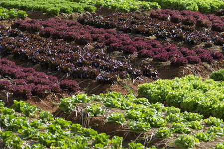 Fresh lettuce growing in Vegetable gardenの写真素材