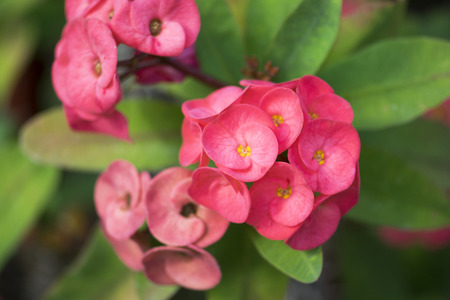 pink, milii, euphorbia, background, white, crown, beautiful, nature, beauty, green, color, red, decoration, closeup, natural, bright, flower, plant, leaf, spring, decorative, floral, macro, garden, small, ornate, interior, Crown of thorns, Poi sian, euphorbia miliiの写真素材