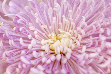 Pink Chrysanthemum Flower Macro Closeupの写真素材