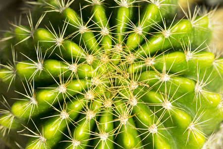 Cactus Plant backgroundの写真素材
