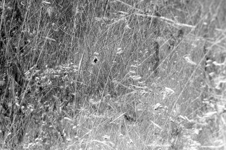 Grunge Black and White Distress Texture . Scratch Texture . Dirty Texture .Background .の写真素材