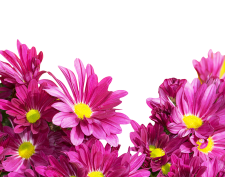Pink chrysanthemum flowers isolated on whiteの写真素材