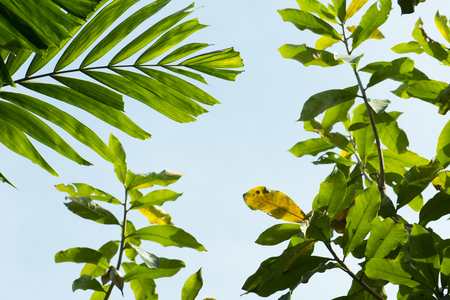 fresh green leaves, under the tree shotsの写真素材