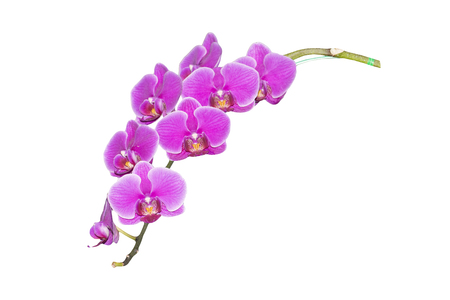 Pink orchid branch isolated on white backgroundの写真素材