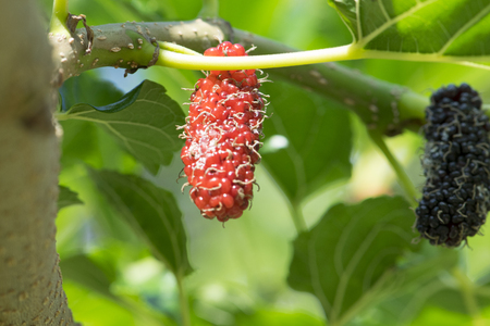 Fresh mulberry on tree, fruitの写真素材