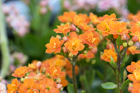 Kalanchoe blossfeldiana, Flaming Katy flowersの写真素材