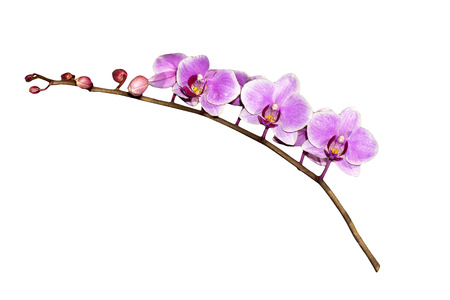 Pink orchid branch isolated on white backgroundの写真素材