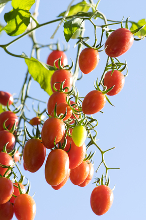 fresh tomatoes plantsの写真素材