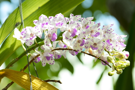 Beautiful orchids flower in gardenの写真素材