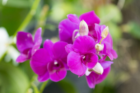 Beautiful purple orchids flower in gardenの写真素材