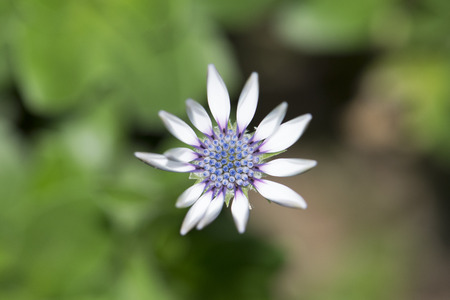 Beautiful young purple chrysanthemum flowers in the gardenの写真素材