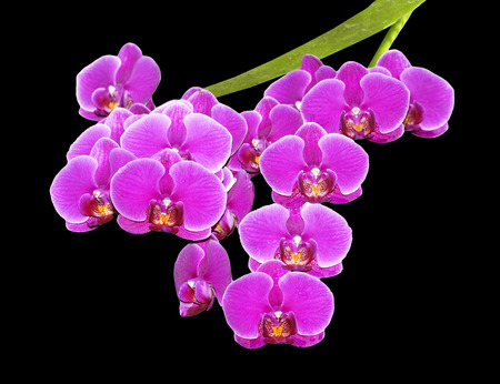 Purple orchid branch isolated on black backgroundの写真素材