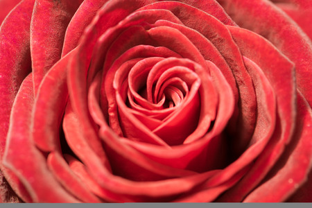 red rose backgroundの写真素材