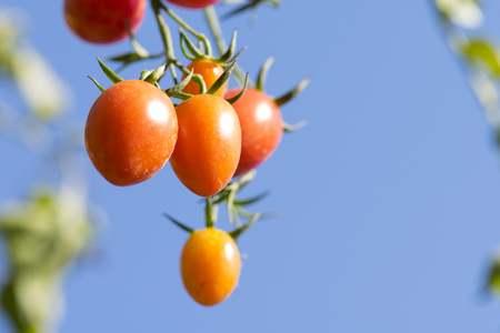 fresh tomatoes plantsの写真素材