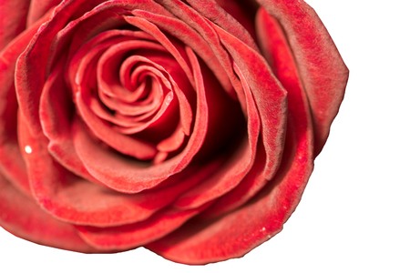red rose isolated on white background.の写真素材
