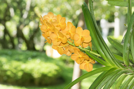 Beautiful Yellow orchids flower in gardenの写真素材
