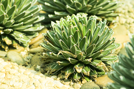 Cactus planted in a botanical garden. Angkhang Chiangmai.の写真素材
