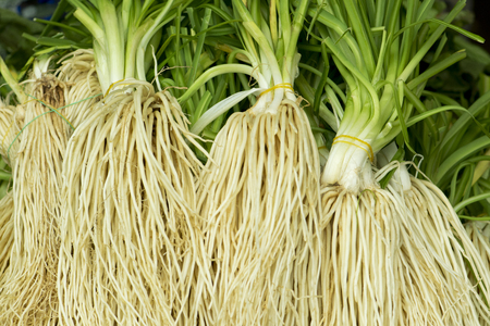 Chinese chives, rootの写真素材