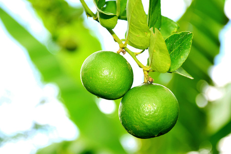 green lemon - lemon tree -limes - lime treeの写真素材