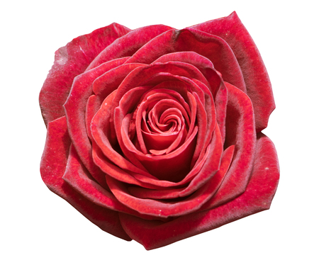 red rose isolated on white background.の写真素材