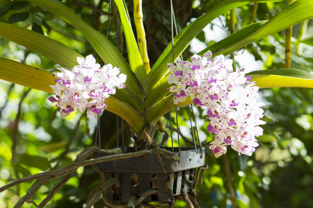 Beautiful orchids flower in gardenの写真素材