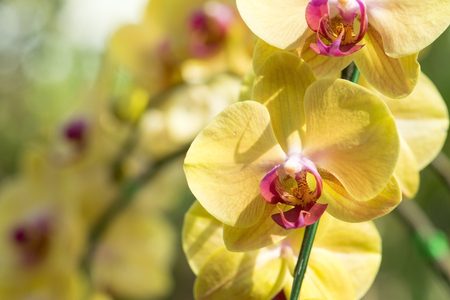 Beautiful yellow orchids flower in gardenの写真素材