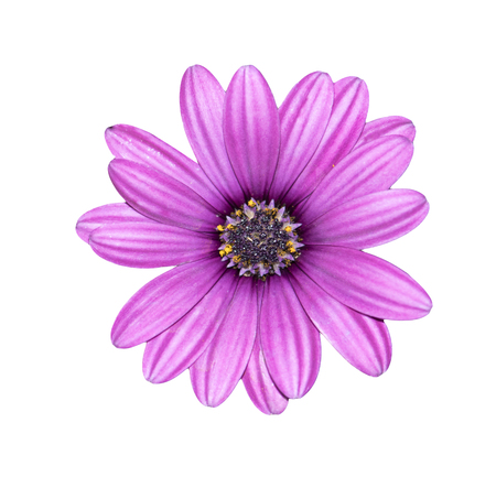 Pink chrysanthemum isolated on white backgroundの写真素材