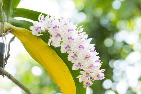 Beautiful purple orchids flower in gardenの写真素材