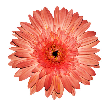 Pink gerbera isolated on white backgroundの写真素材