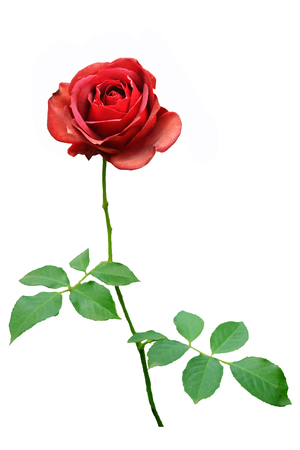 red rose isolated on white background.の写真素材