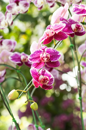 Beautiful purple orchids flower in gardenの写真素材