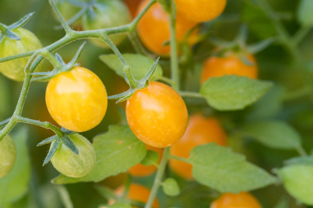 fresh tomatoes plantsの写真素材