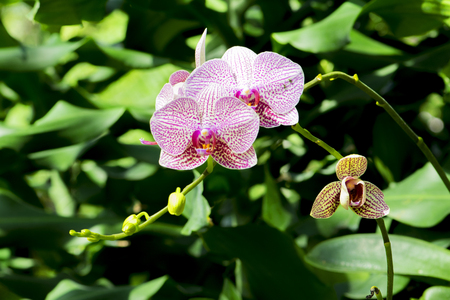 Beautiful purple orchids flower in gardenの写真素材