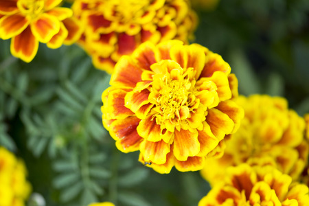 Beautiful Orange Zinnia flowerの写真素材