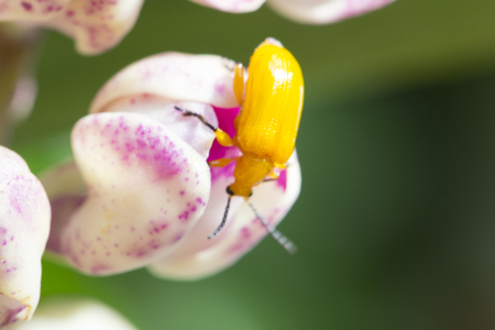 bug on orchid flowerの写真素材