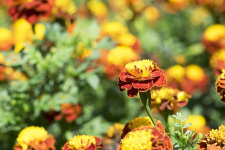Beautiful Orange Zinnia flower