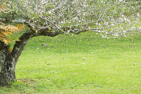 plum tree and green grassの写真素材