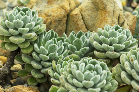 Cactus planted in a botanical garden. Angkhang Chiangmai.の写真素材
