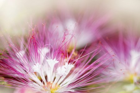 Samanea saman flower,Rain tree, East indian walnutの写真素材