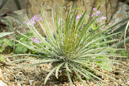 Cactus planted in a botanical garden. Angkhang Chiangmai.の写真素材