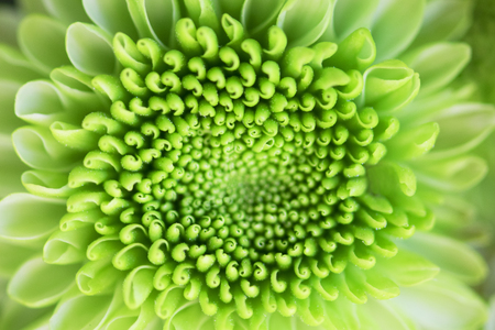 Green chrysanthemum flowers backgroundの写真素材