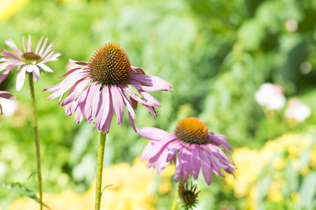 Flower in the gardenの写真素材