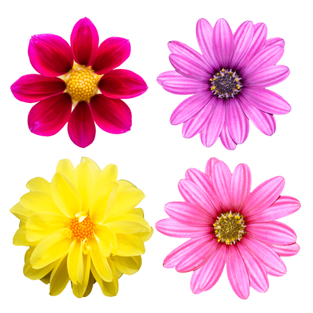 collection chrysanthemum isolated on white backgroundの写真素材
