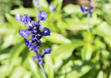 lavender flower backgroundの写真素材