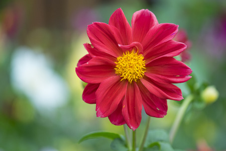 Beautiful red Zinnia flowerの写真素材