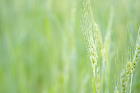 Barley grain backgroundの写真素材