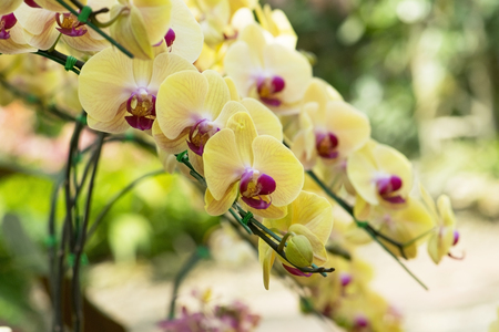 Beautiful yellow orchids flower in gardenの写真素材